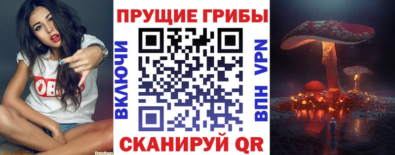 купить наркоту  Людиново  KRAKEN вход  Псилоцибиновые грибы GOLDEN TEACHER 